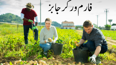 Farm Worker Jobs in Italy